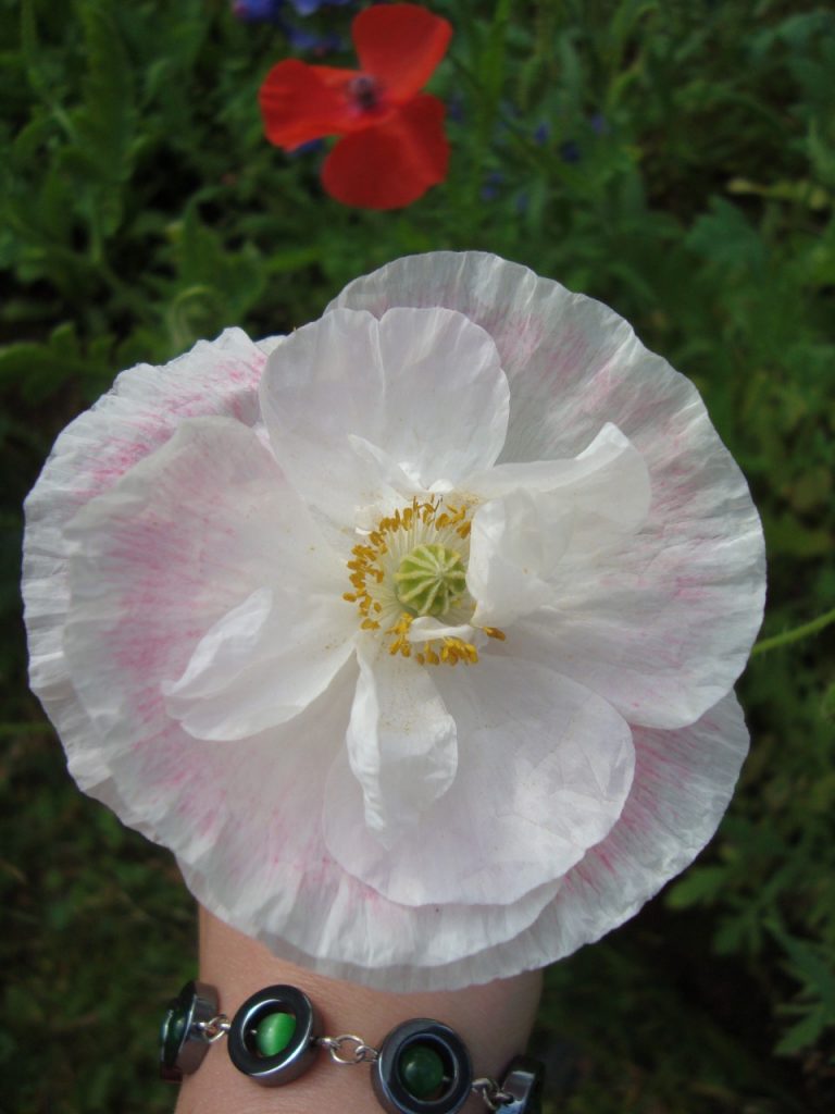 common poppy