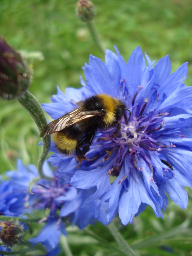 cornflower