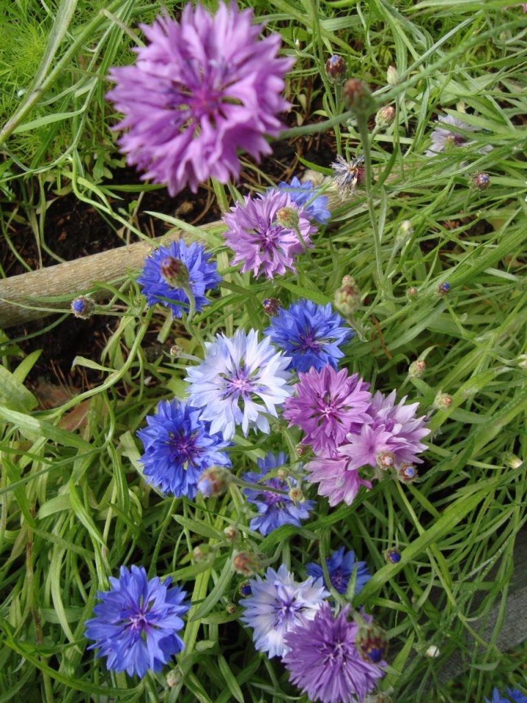 cornflower