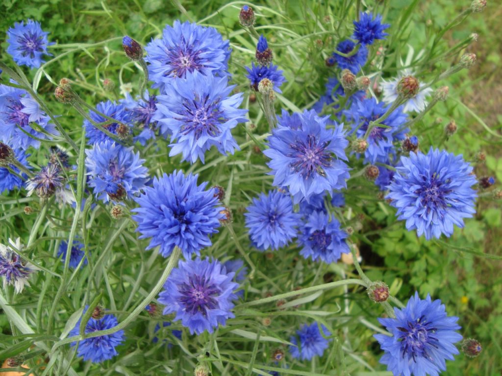 cornflower