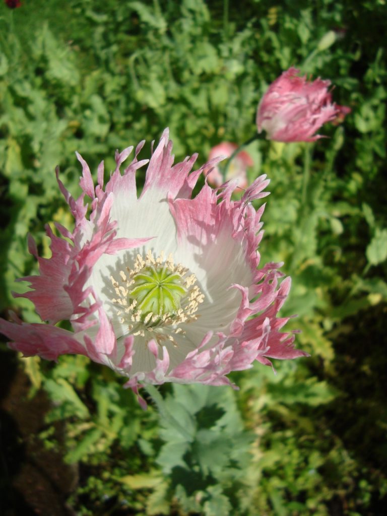 peony poppy