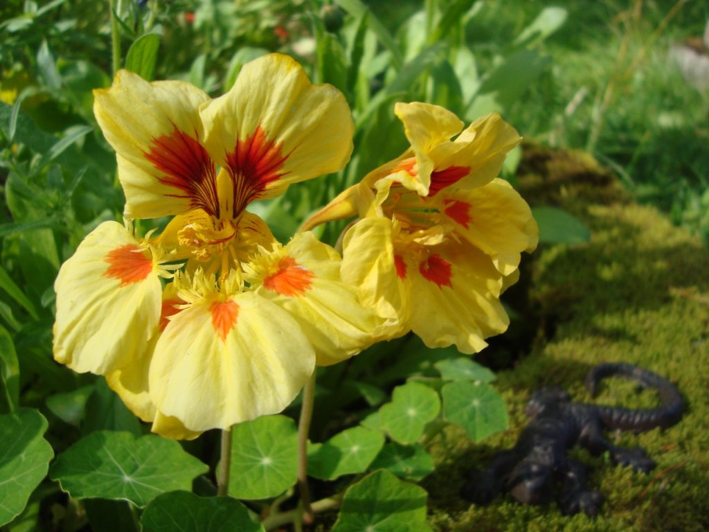 tropaeolum minus, dwarf nasturtium