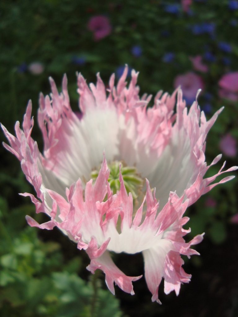 peony poppy