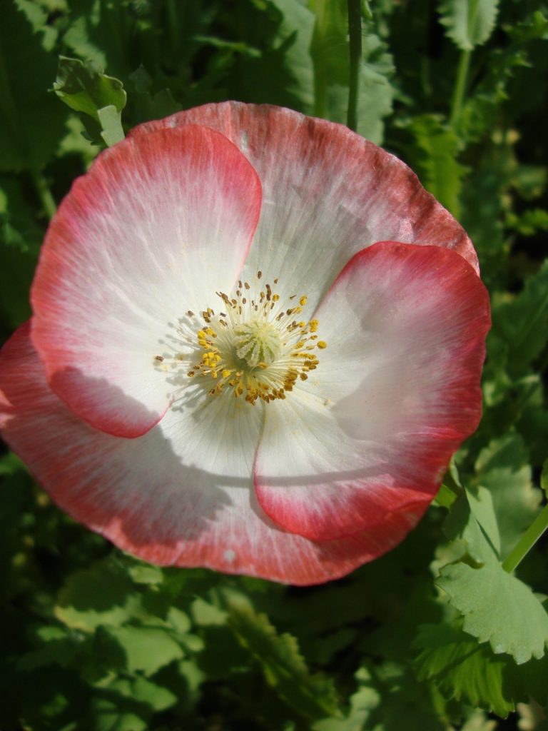 common poppy