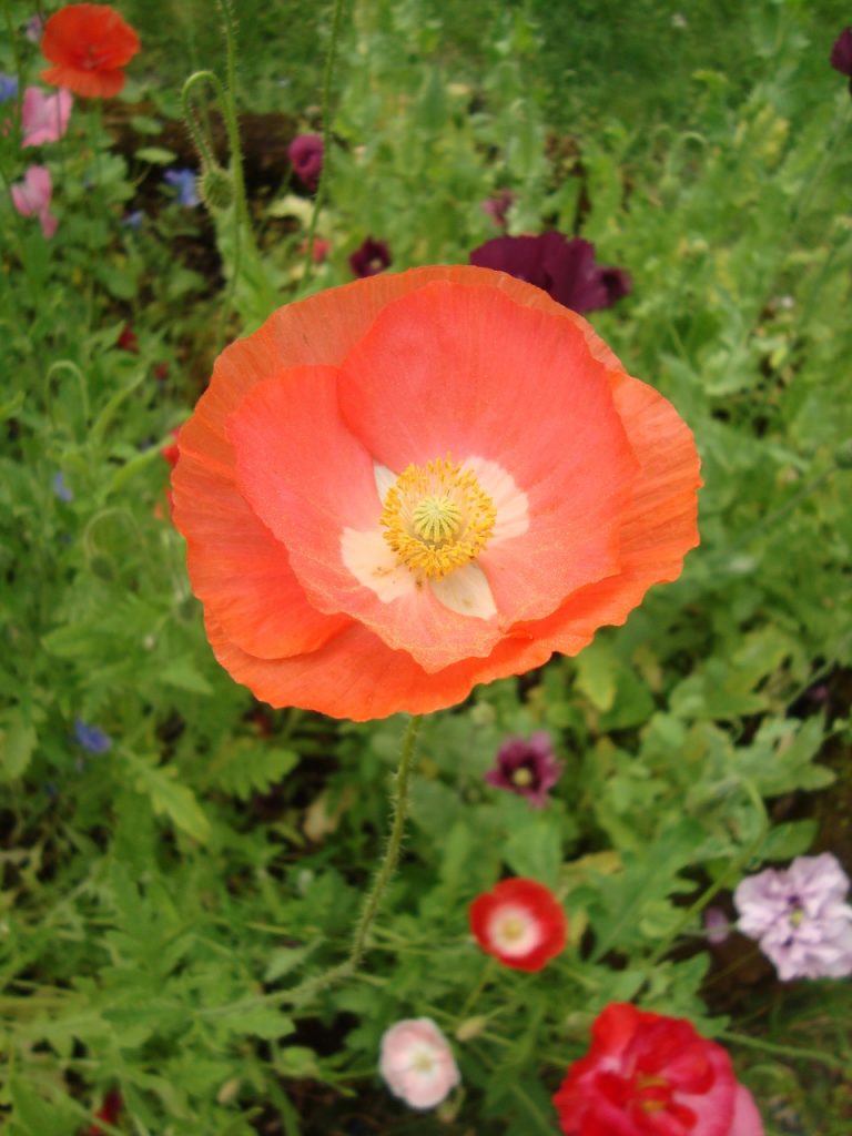 common poppy