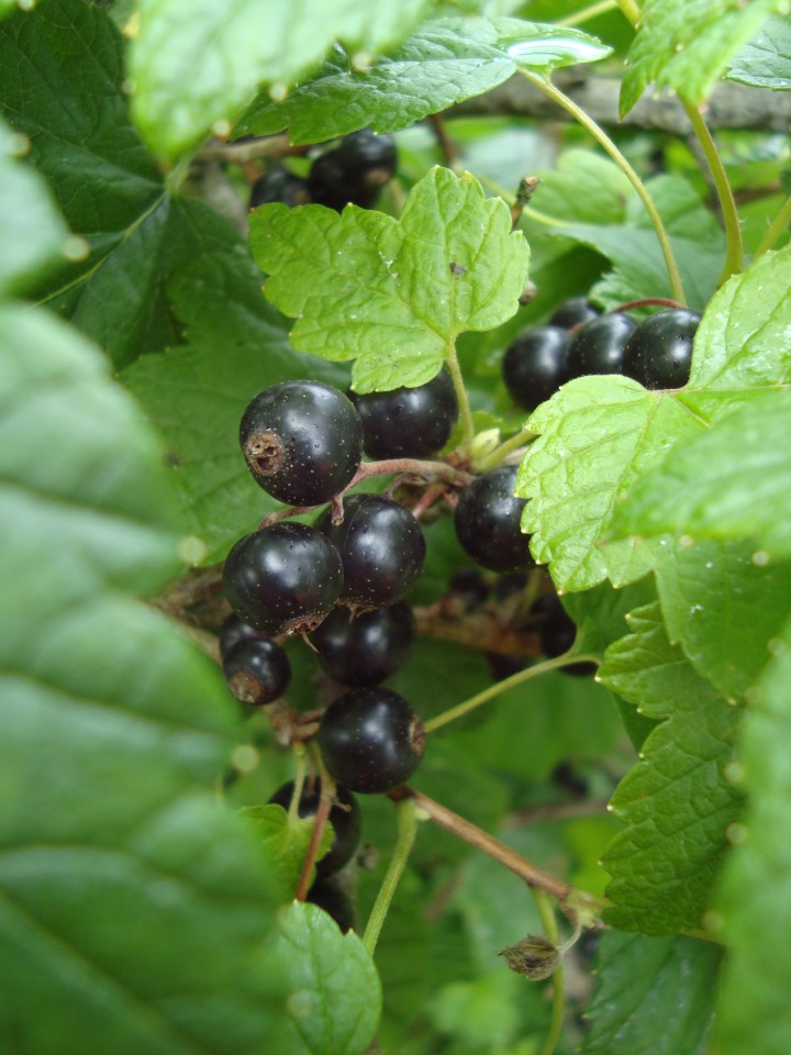 blackcurrant