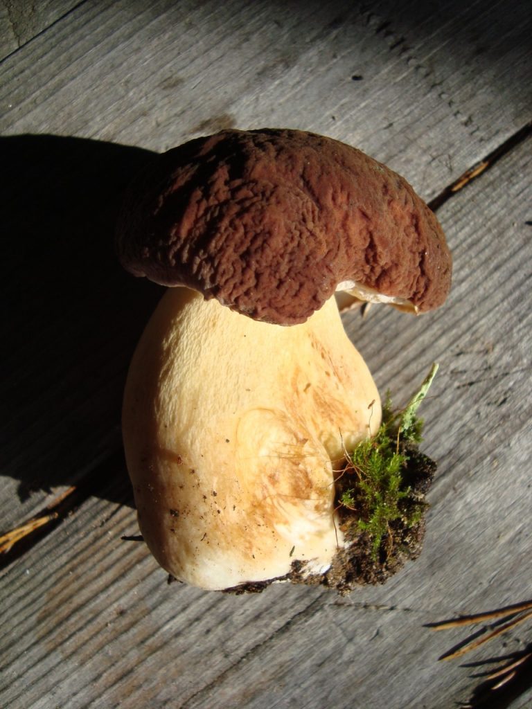 boletus edulis, penny bun