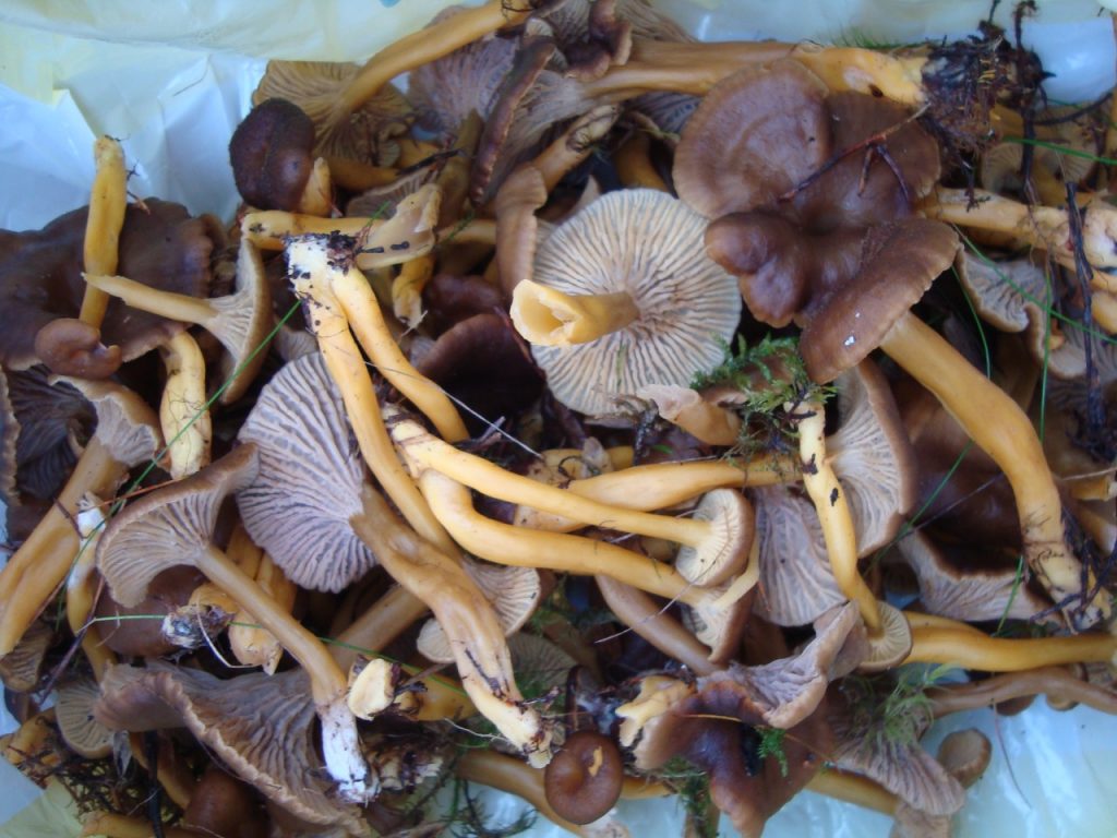 craterellus (or cantharellus) tubaeformis, yellowfoot, winter mushroom