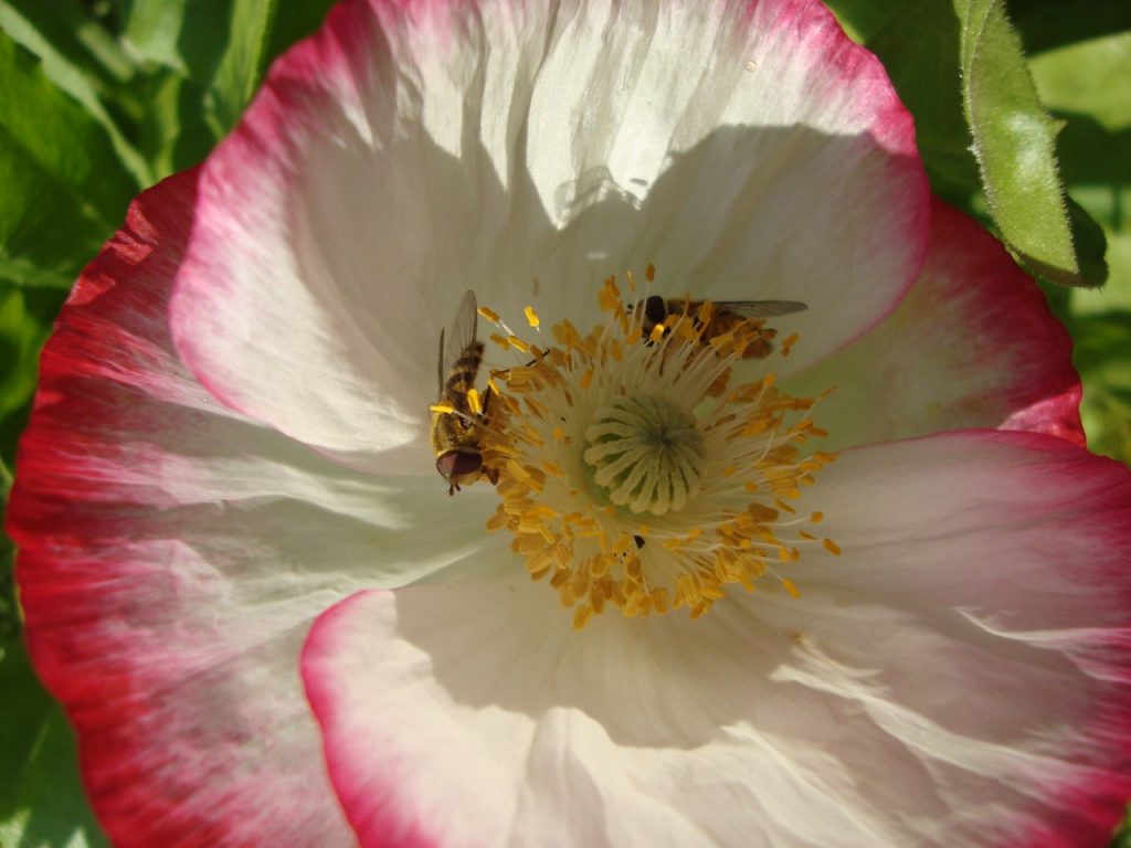 common poppy & friends