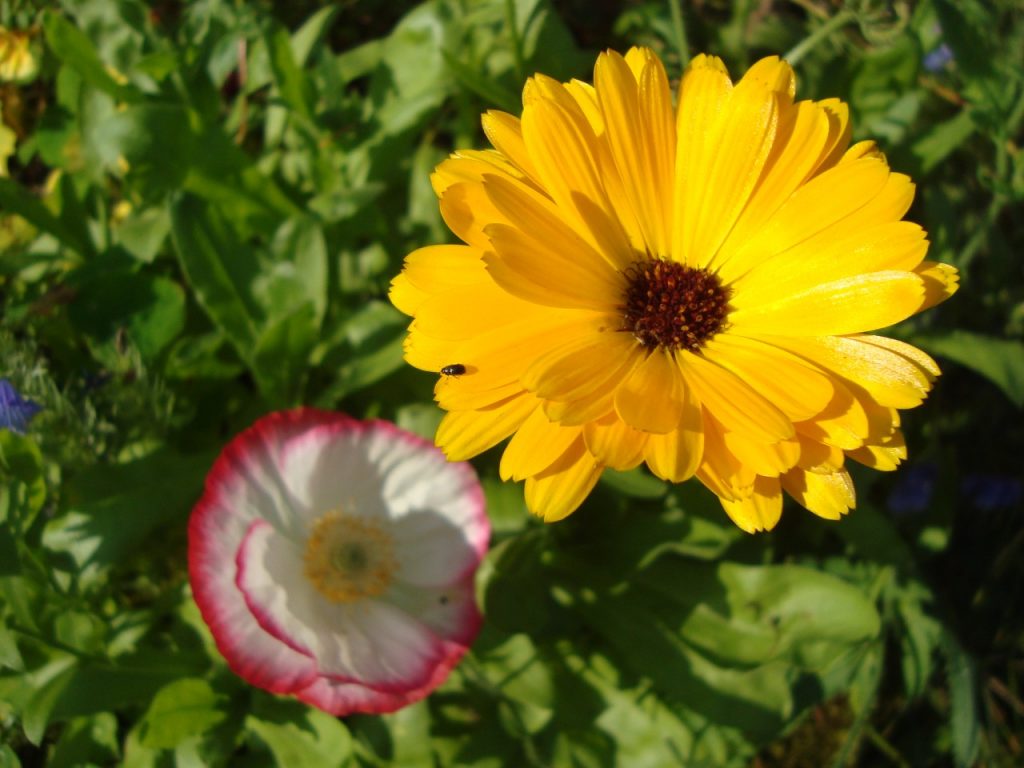 calendula/marigold & friends