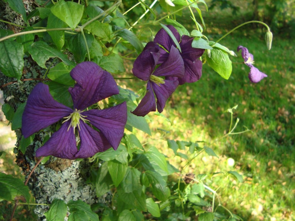 clematis