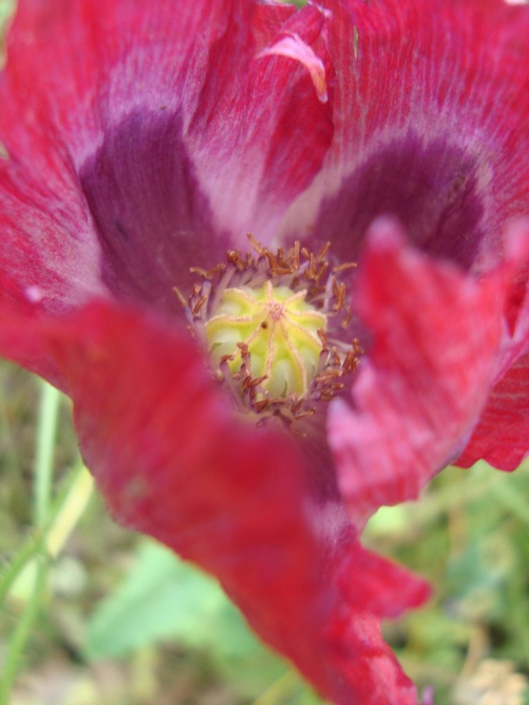 peony poppy