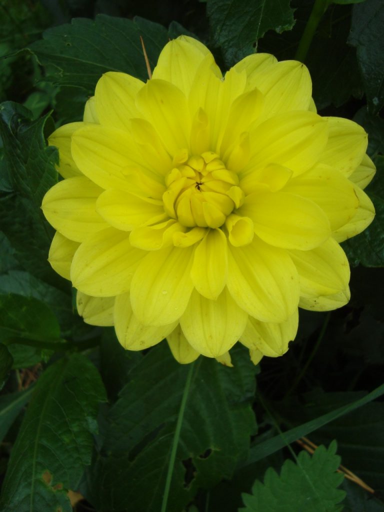 dahlia