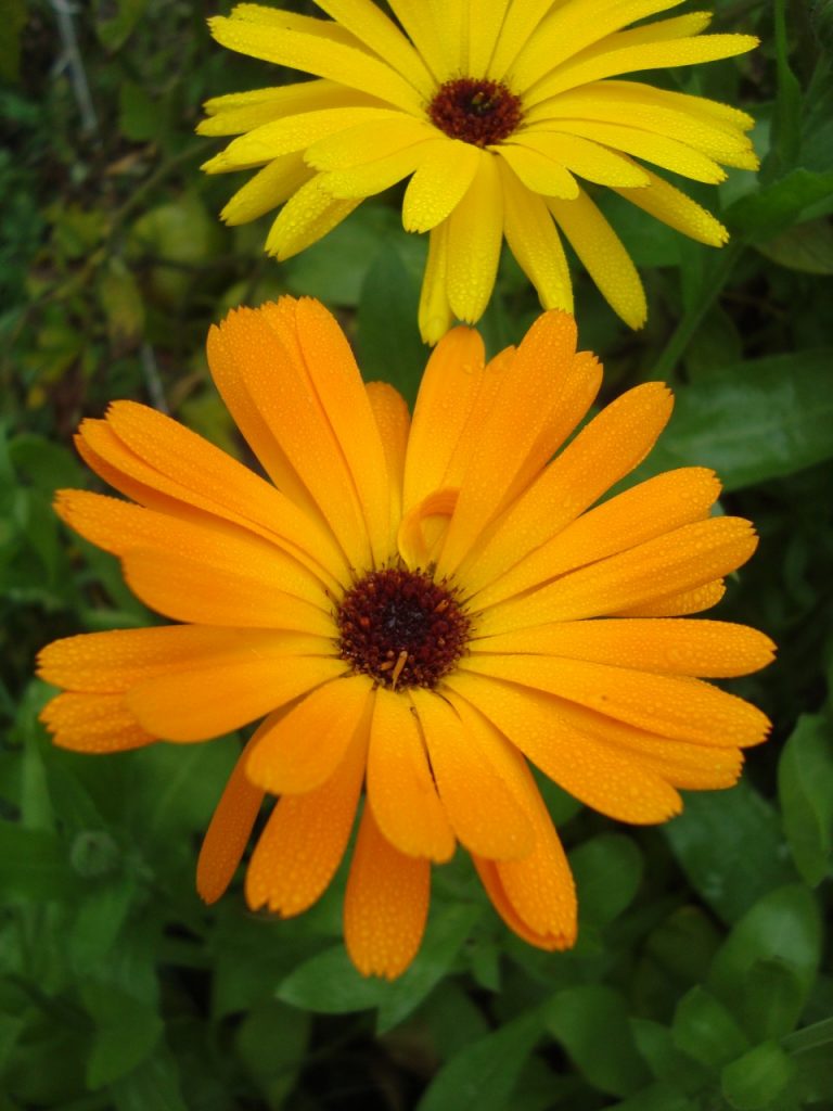 calendula, marigold