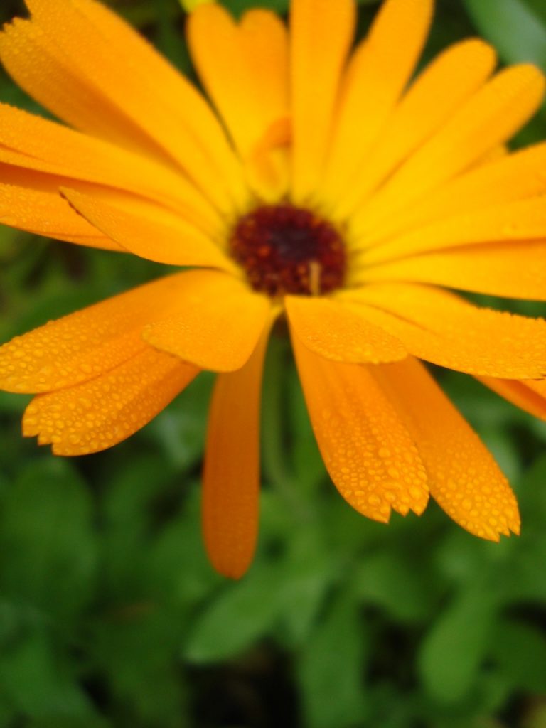 calendula, marigold