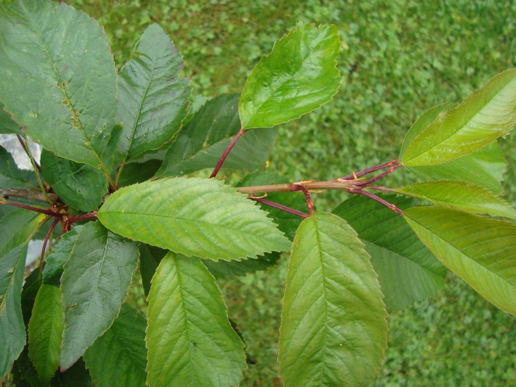 cherry tree