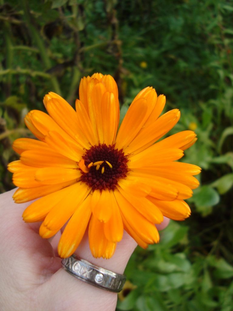 calendula, marigold