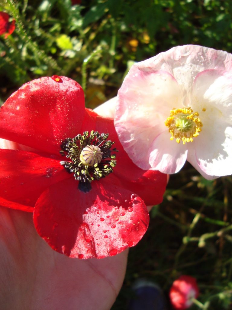 common poppy