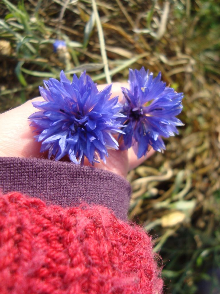 october cornflower