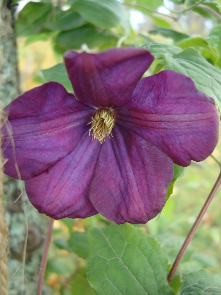 clematis, colour october