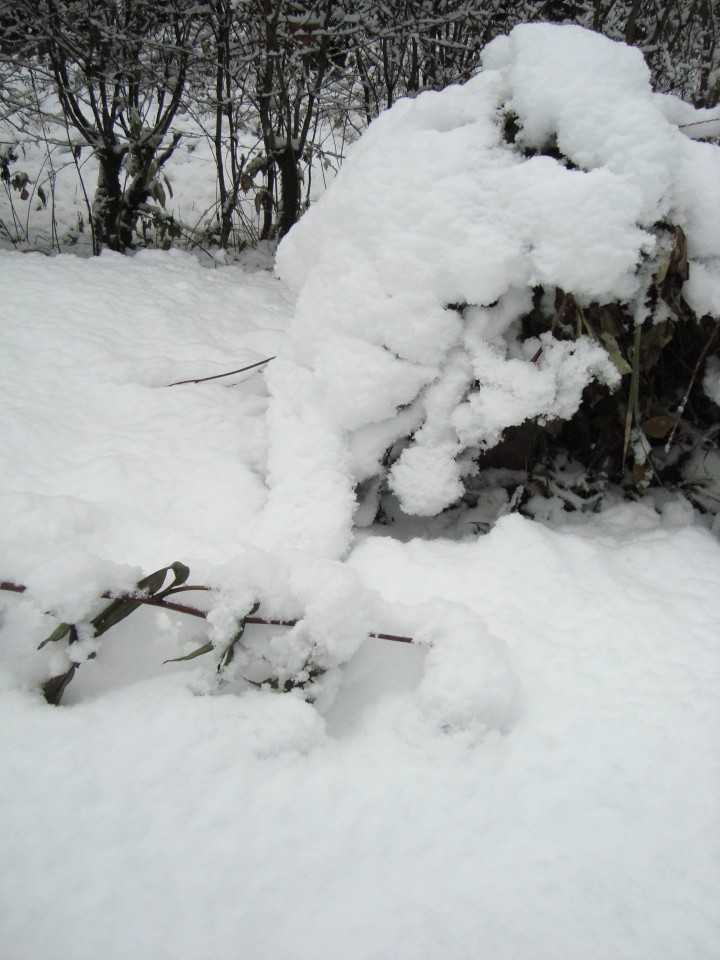 first snow, October, echinacea, peony