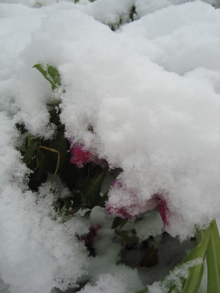 first snow, October, clarkia amoena