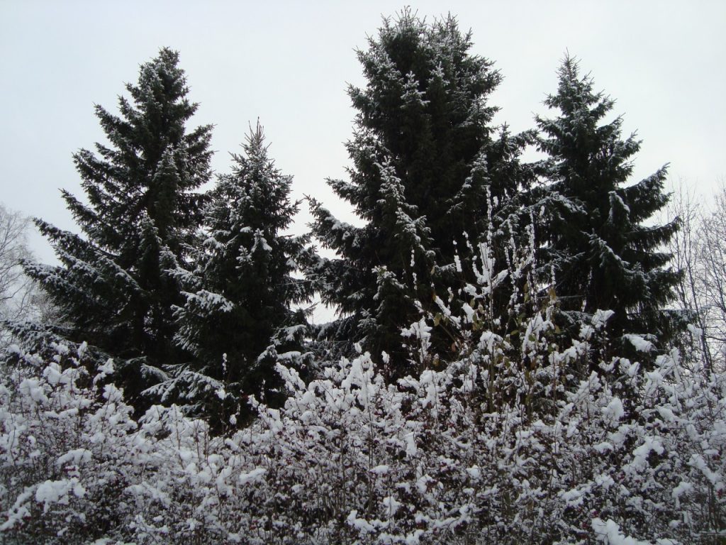 first snow, October