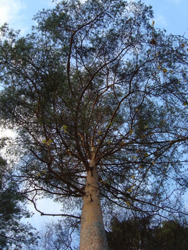 November pine tree
