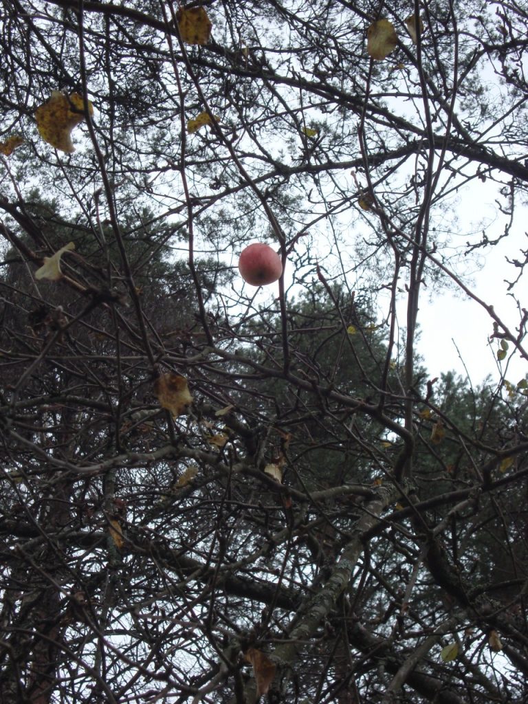 November apple