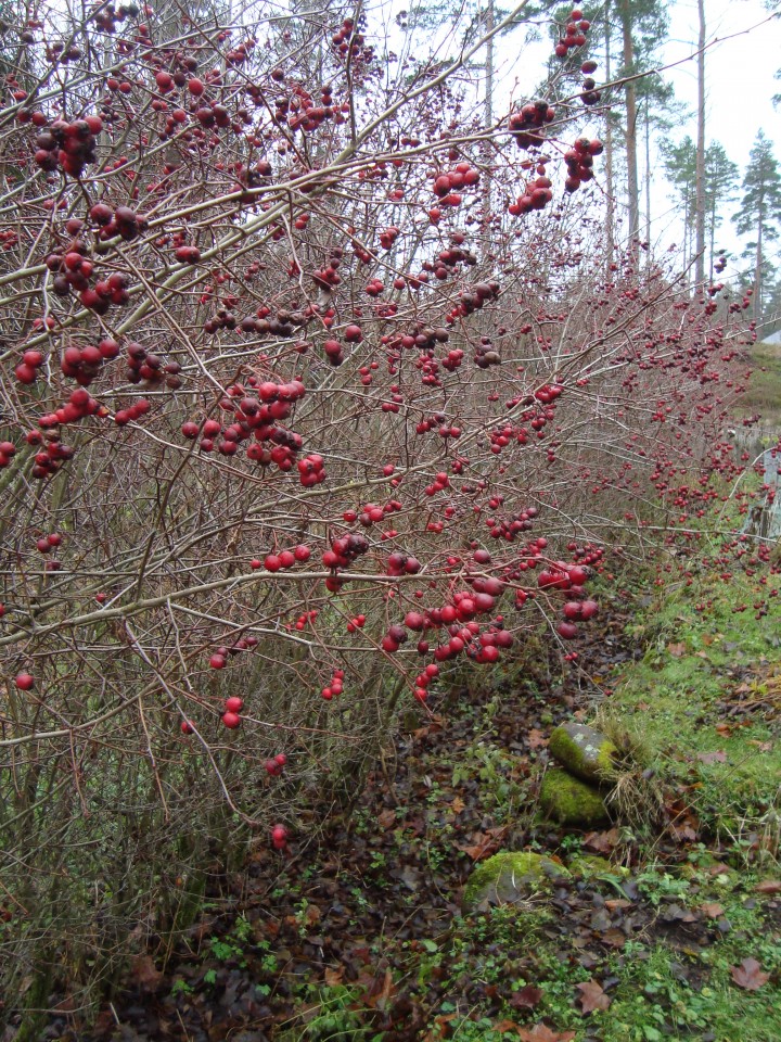 hawthorn berries in November