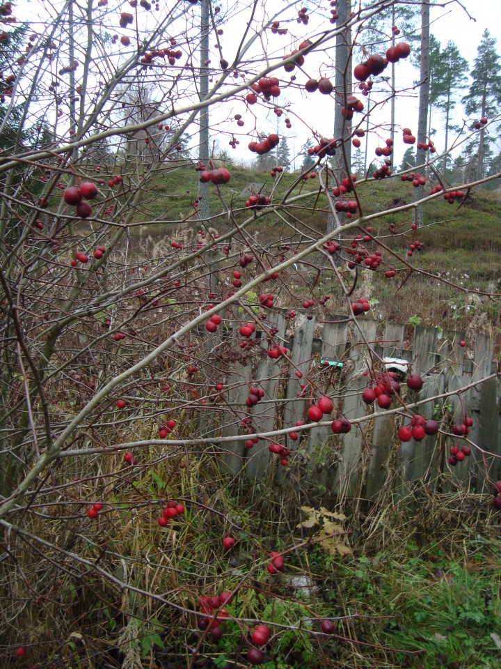 hawthorn berries in November