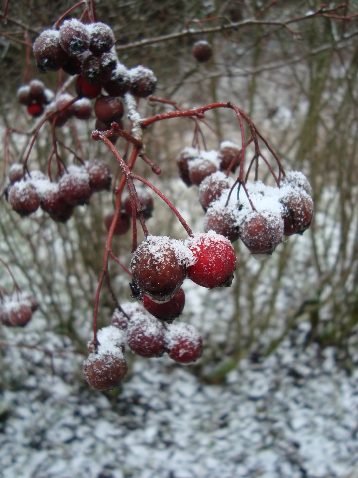 December hawthorn berries