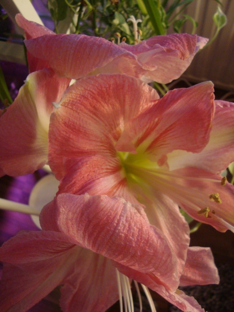 amaryllis