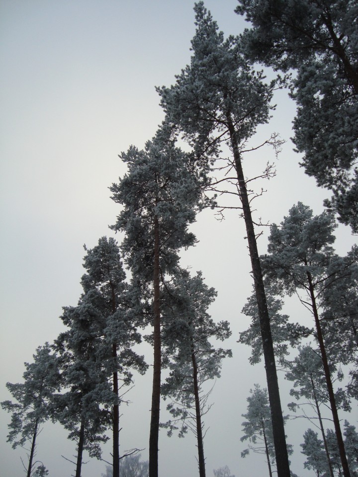 January pine trees