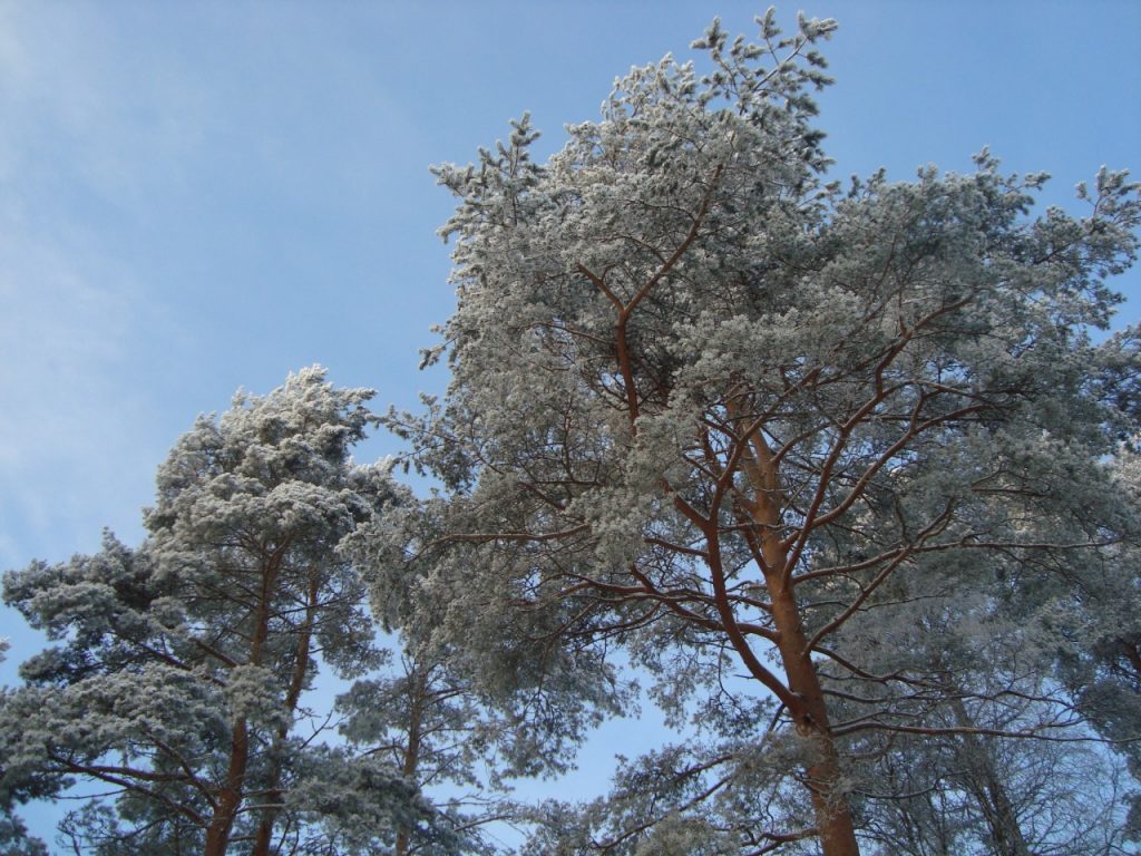 pine trees