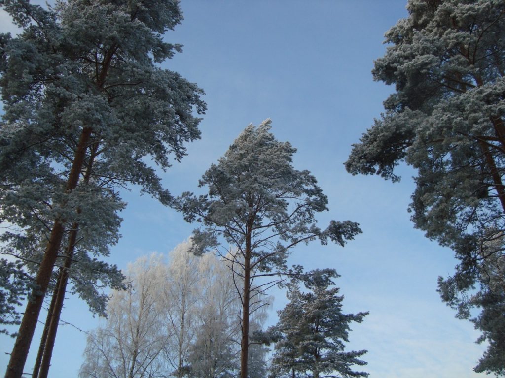 pine trees, birch trees