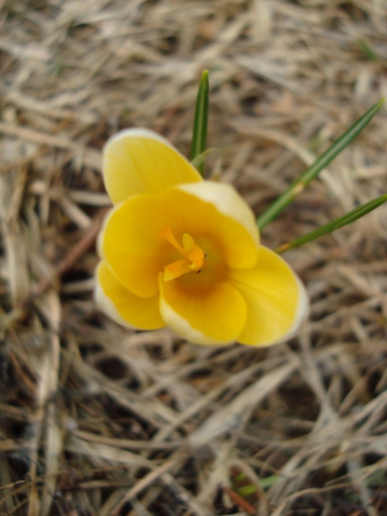 crocus