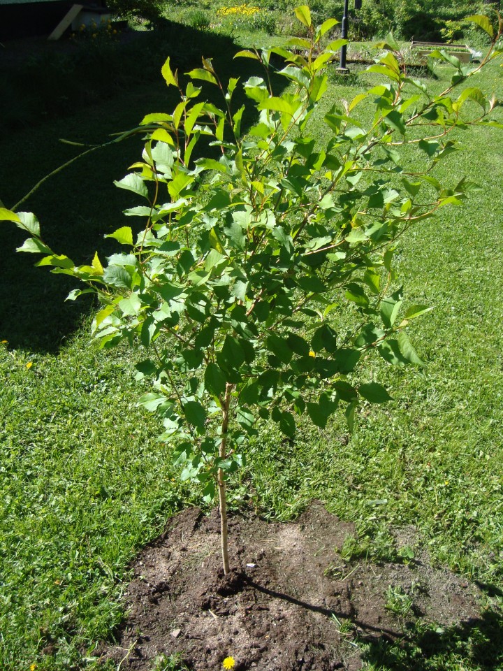 cherry tree