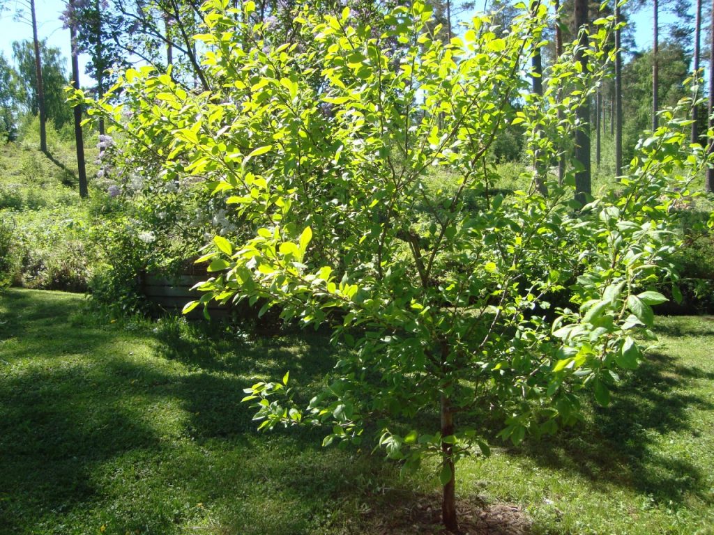 plum tree