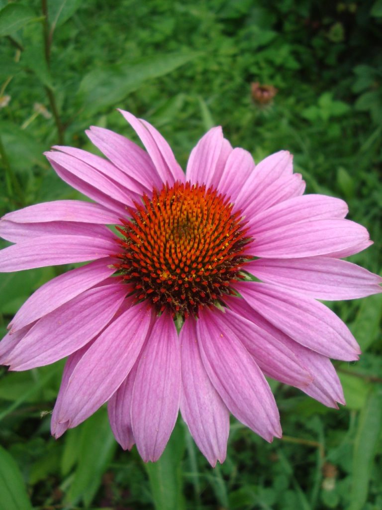 echinacea purpurea, purple coneflower