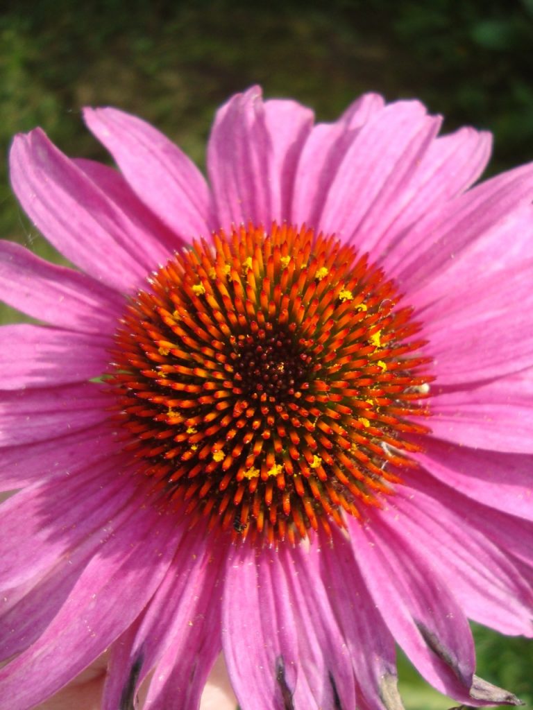 echinacea purpurea, purple coneflower