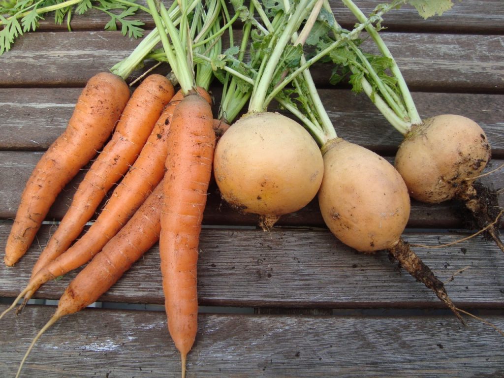 carrot & turnip