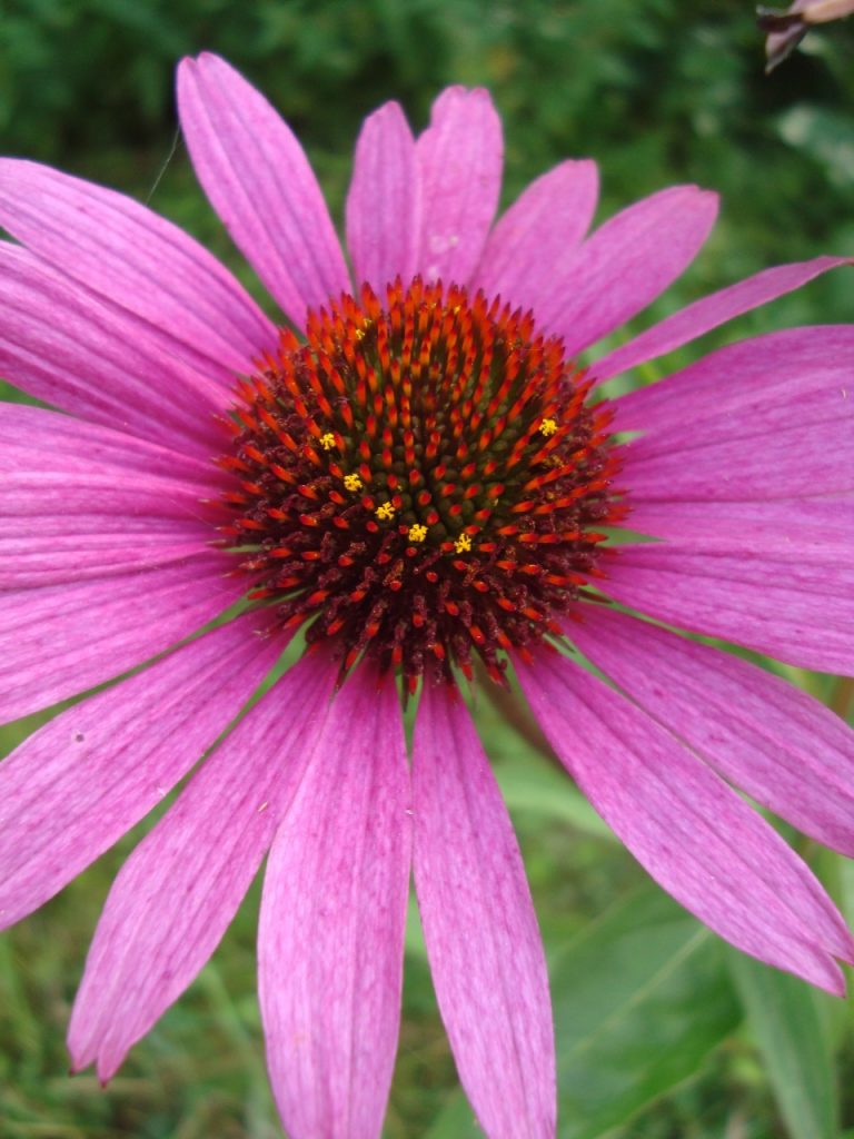 echinacea purpurea, purple coneflower