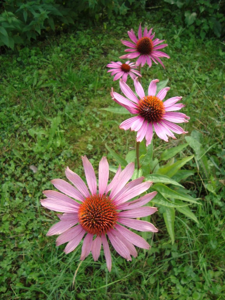 echinacea purpurea, purple coneflower