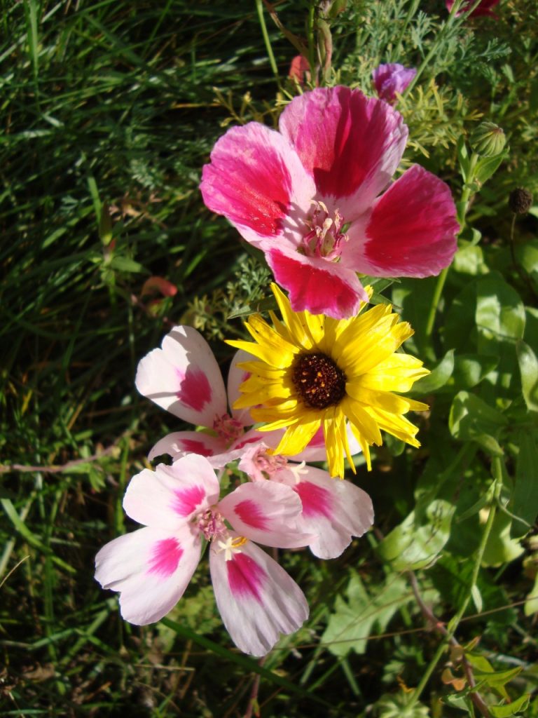 clarkia amoena/godetia, calendula, marigold