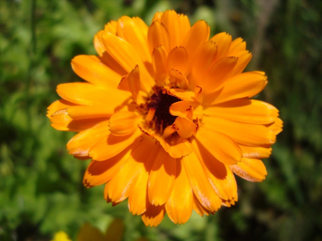 calendula or marigold