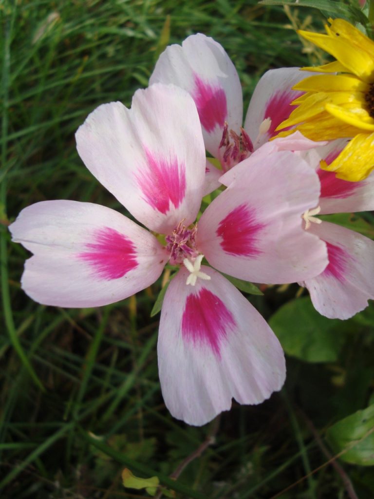 clarkia amoena or godetia