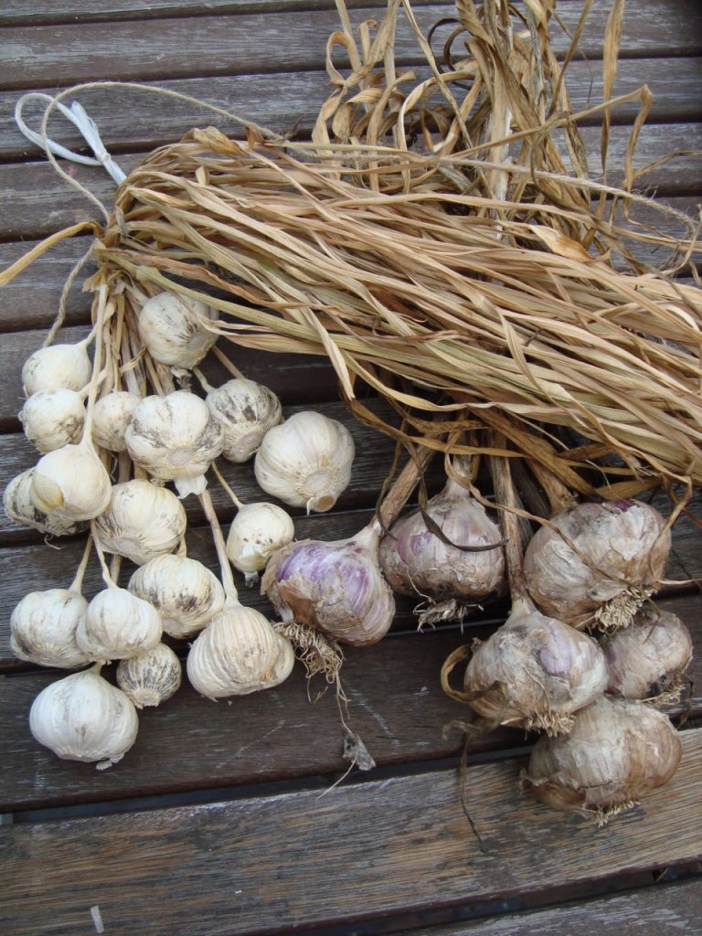 garlic