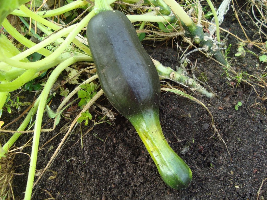 growing zucchini