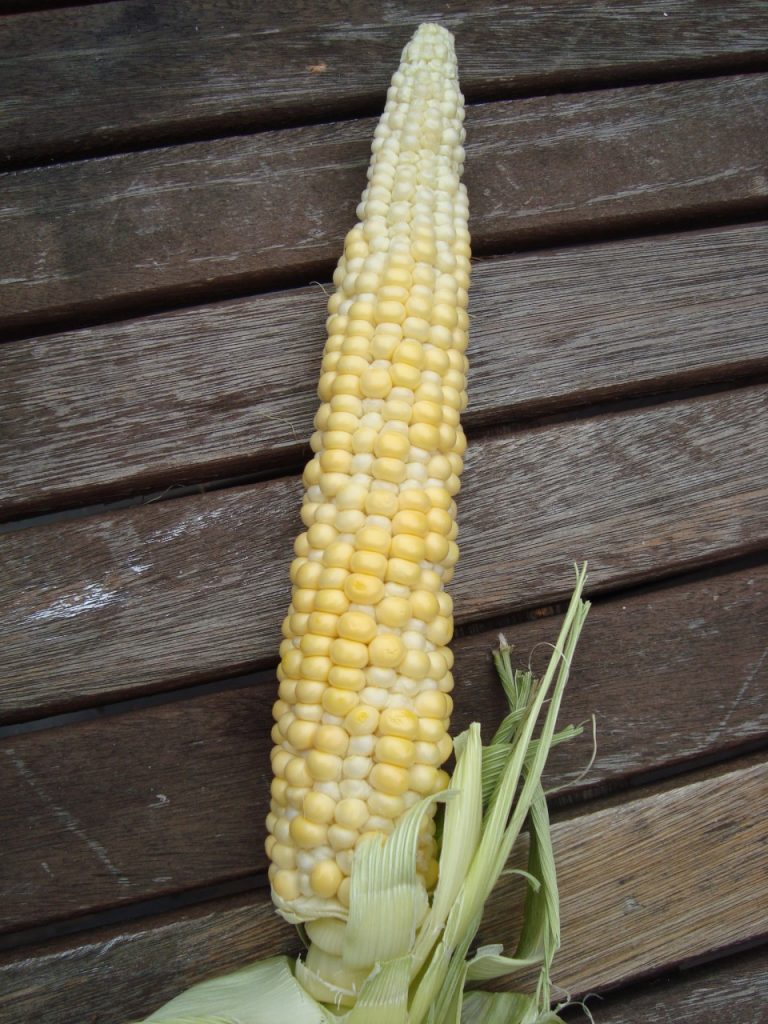 sweet corn